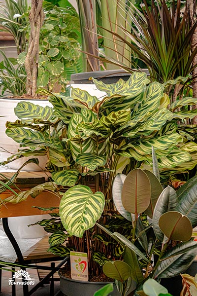 Calathea makoyana